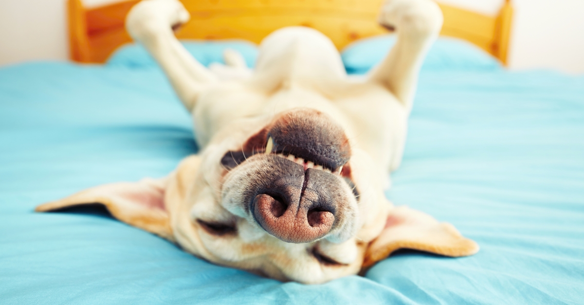 Richland reduce pet dander in your home happy dog rolling on bed