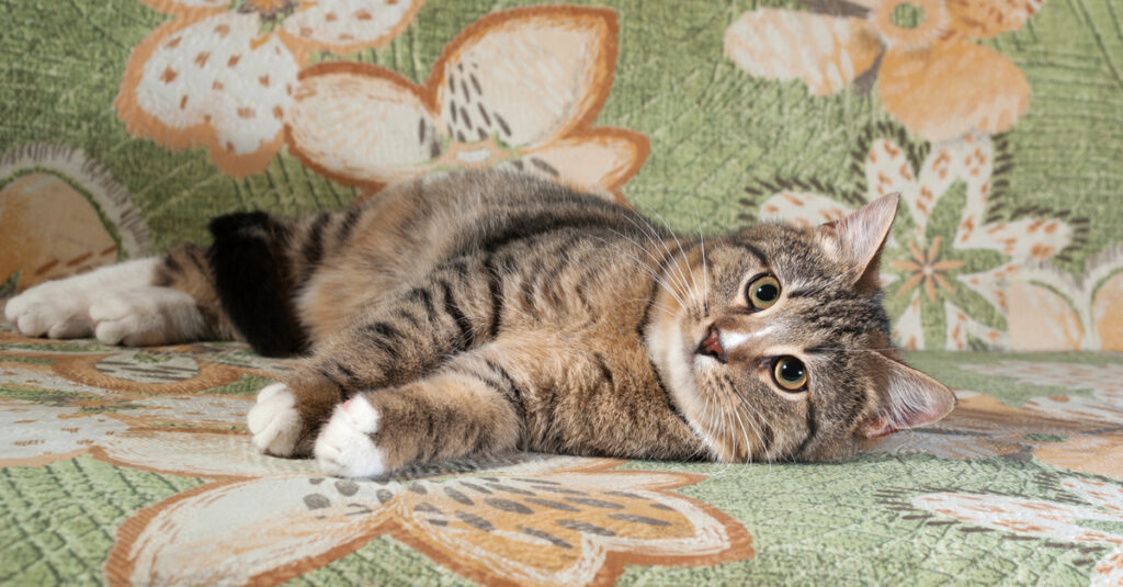 Dewitt hot to get that cat smell out of your couch