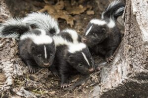 three baby skunks