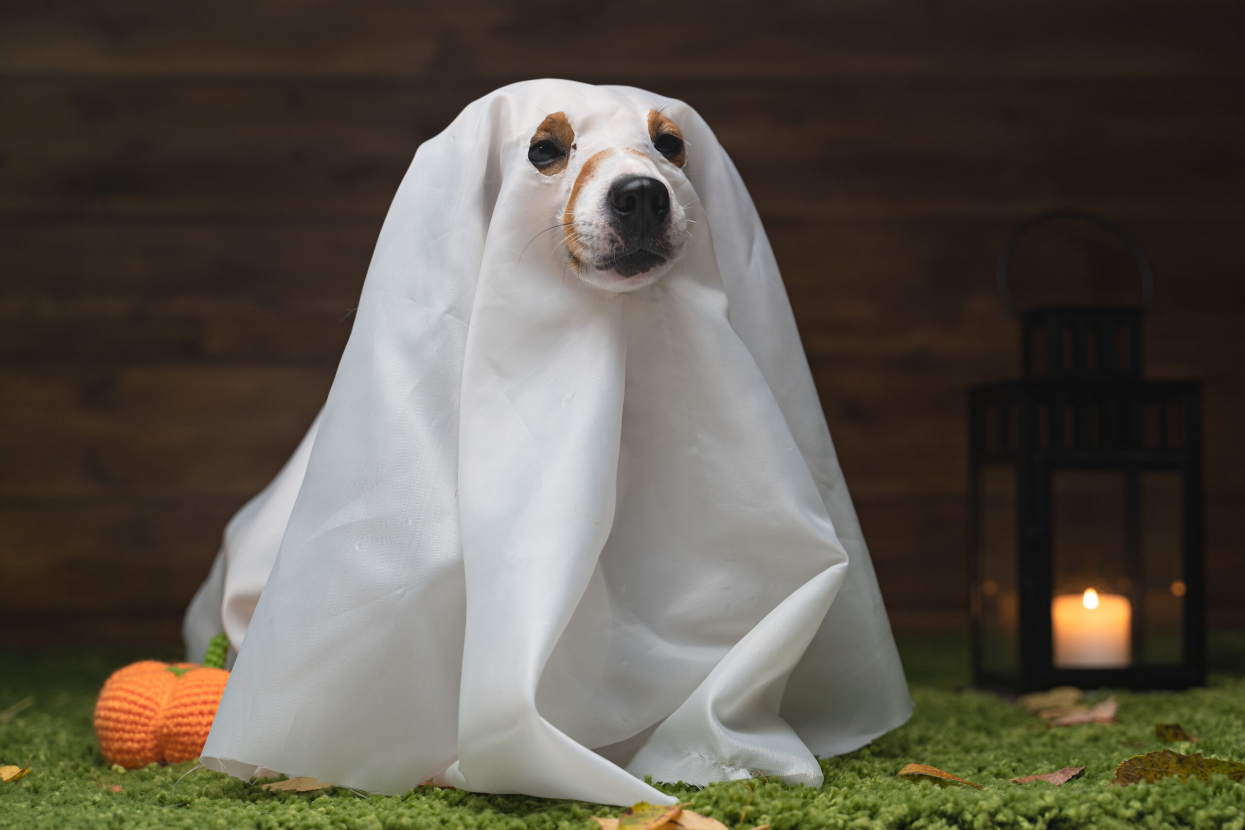 Spooky Modernistic® Simple & Quick Carpet Cleaning!